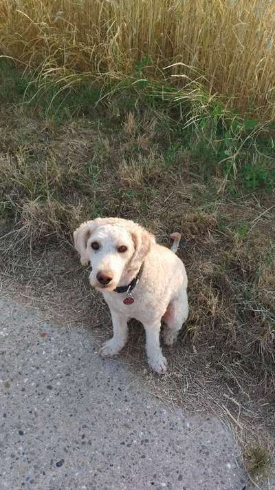 Hundetreffen-Spaziergänge im Pfälzer Wald-Bild