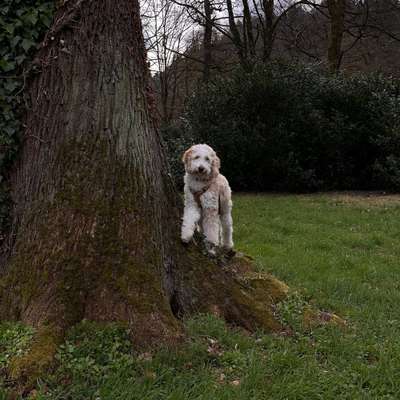 Hundetreffen-Spielen, Spazieren und/oder gemeinsame trainieren :)-Bild