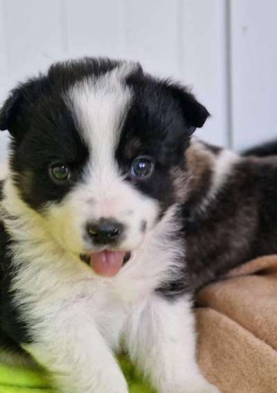 Dogorama Photo Challenge - Portrait-Beitrag-Bild