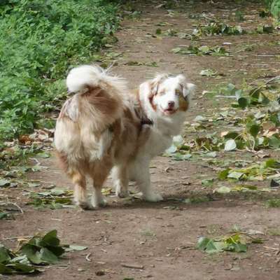 Hunde sind die beste Medizin-Beitrag-Bild