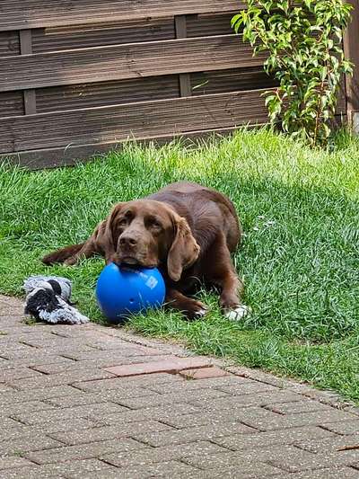 Zeige den lustigsten Blick deines Hundes-Beitrag-Bild