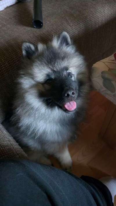 Hundetreffen-Welpenfreunde-Bild