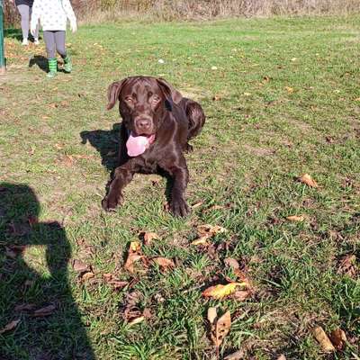 Hundetreffen-Gassirunde oder Spielen im Garten-Bild