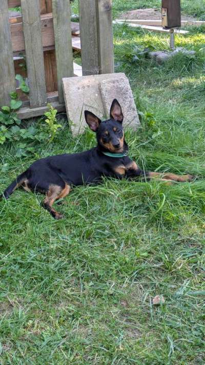 Unsere Fellnasen-Vielfalt im Überblick!-Beitrag-Bild