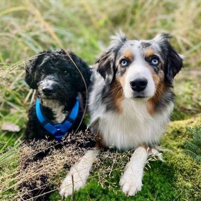 BIG LOVE :) mit 2 Hunden❣️-Beitrag-Bild