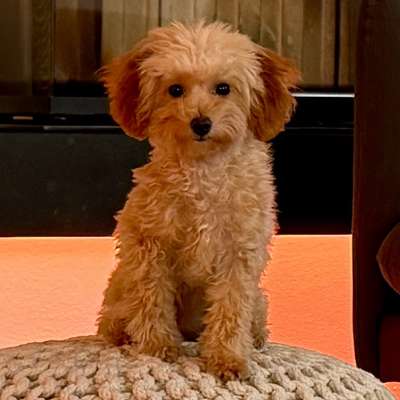 Hundetreffen-Spiele-Partner gesucht 😊