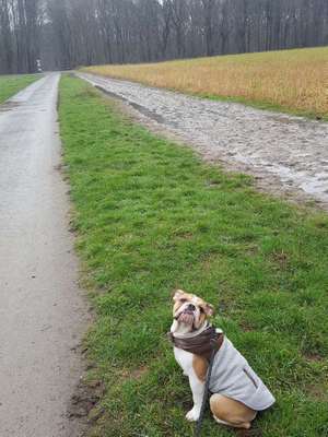 Dein Hund im Dogorama-Kalender 2021-Beitrag-Bild