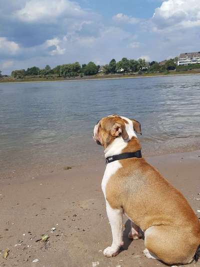 Dein Hund im Dogorama-Kalender 2021-Beitrag-Bild