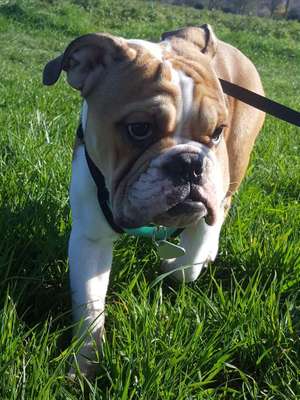 Dein Hund im Dogorama-Kalender 2021-Beitrag-Bild