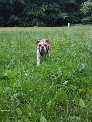 Dein Hund im Dogorama-Kalender 2021-Beitrag-Bild