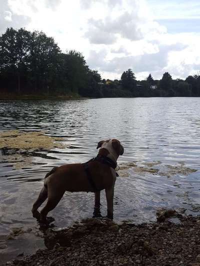 Dein Hund im Dogorama-Kalender 2021-Beitrag-Bild