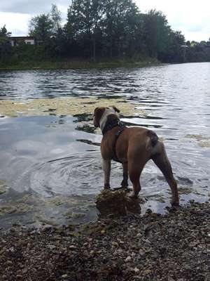 Dein Hund im Dogorama-Kalender 2021-Beitrag-Bild