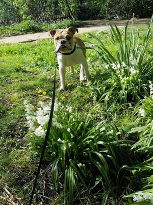 Dein Hund im Dogorama-Kalender 2021-Beitrag-Bild