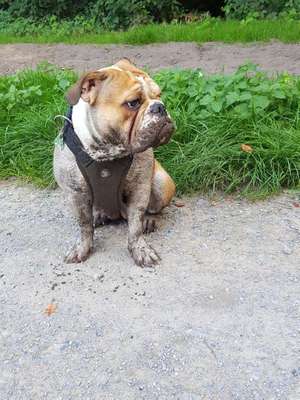 Dein Hund im Dogorama-Kalender 2021-Beitrag-Bild