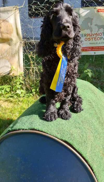 Cocker Spaniel-Beitrag-Bild