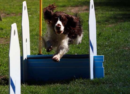 Fotochallenge Nr. 52 „Spring!“-Beitrag-Bild