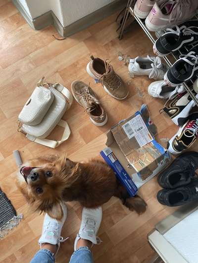 Zeig mir, dass du mit einem hund zusammenlebst....-Beitrag-Bild