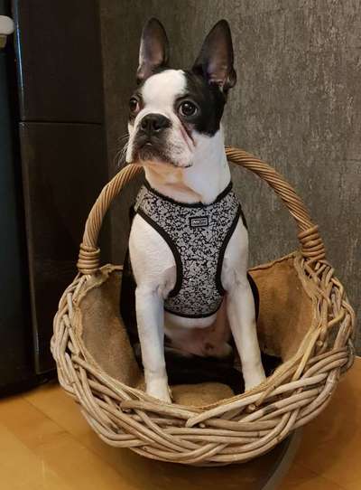 Wo sind hier die Boston Terrier?-Beitrag-Bild