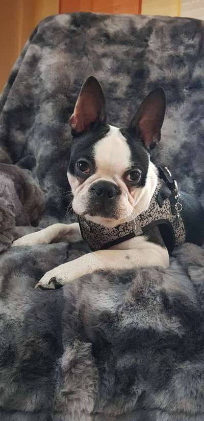 Boston Terrier Liebhaber❤️-Beitrag-Bild