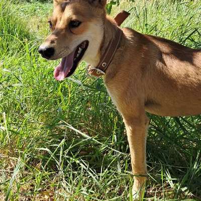 Hundetreffen-Dogsharing Interessenten-Bild
