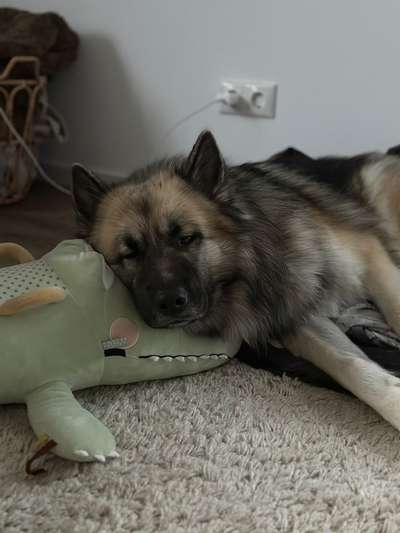 aktuelles Foto Gruppe Shepsky (Schäferhund-Husky-Mischlinge)