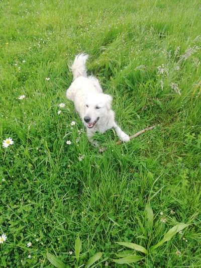 Hundetreffen-Regelmäßige Gassirunden-Bild