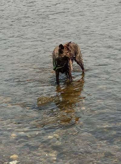 Hunde aus Rumänien-Beitrag-Bild