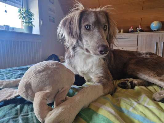 Hundetreffen-Hundekamaraden gesucht-Bild