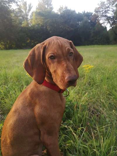 Magyar Vizsla UK-Beitrag-Bild