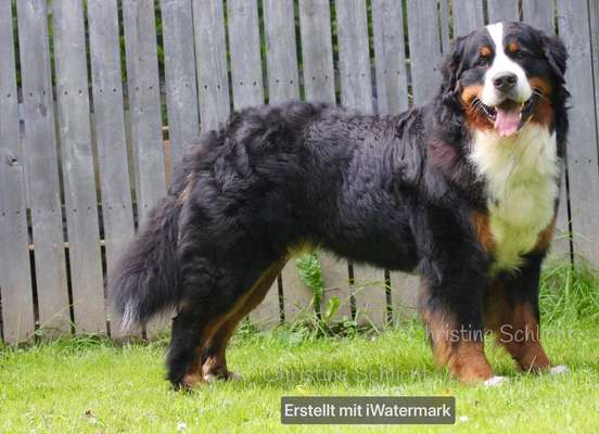 Berner Sennen-Beitrag-Bild