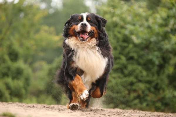 Berner Sennen-Beitrag-Bild