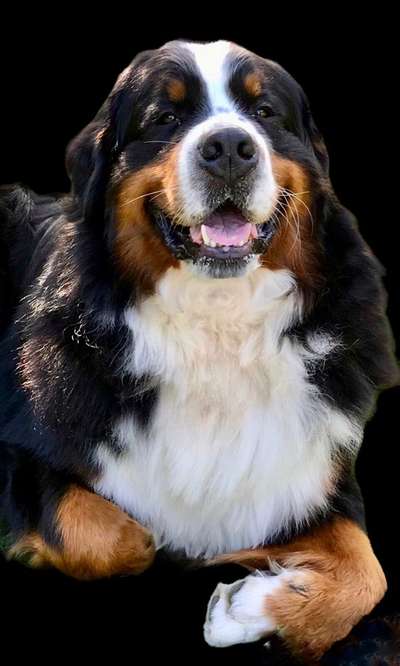 Berner Sennen-Beitrag-Bild