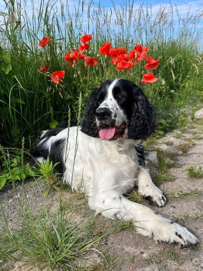 Springer Spaniel-Beitrag-Bild