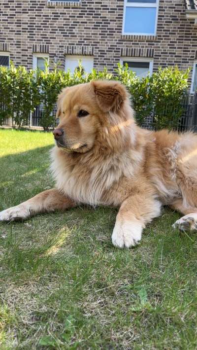 Hundetreffen-Ich/ Wir suchen Spielpartner für unsere Hündin „Nala“.-Bild
