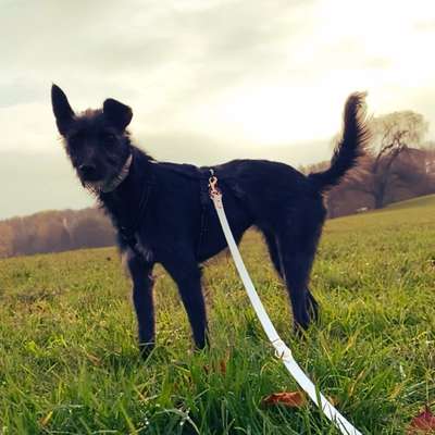 Podenco-Mix in NRW-Beitrag-Bild