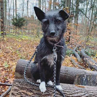 Podenco-Mix in NRW-Beitrag-Bild