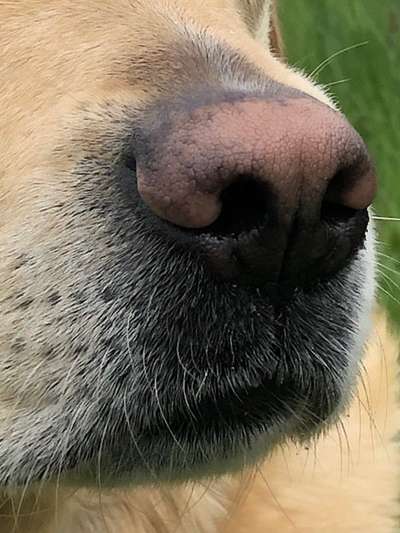 Zeigt her eure Hundenasen-Beitrag-Bild