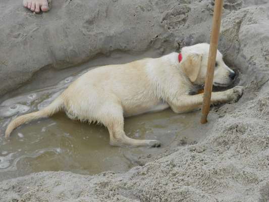 Dogorama-Monats-Challenge-Mai "Wasser"-Beitrag-Bild