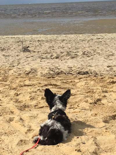 Die Dogorama Kalender Challenge 4/4-Beitrag-Bild