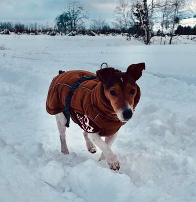 Hundetreffen-Spazieren gehen-Bild