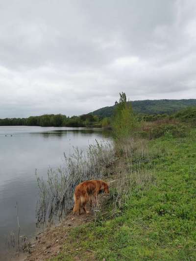 Hundetreffen-Wandern an Sonntagen ca. 5 - 10 km-Bild