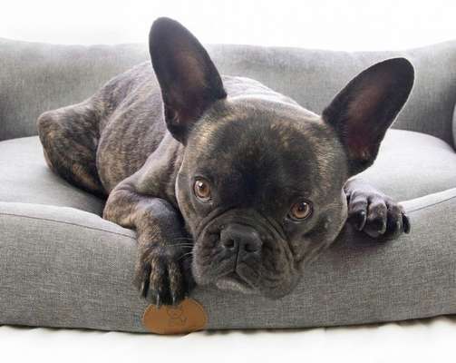 Die Dogorama Kalender Challenge Titelbild-Beitrag-Bild