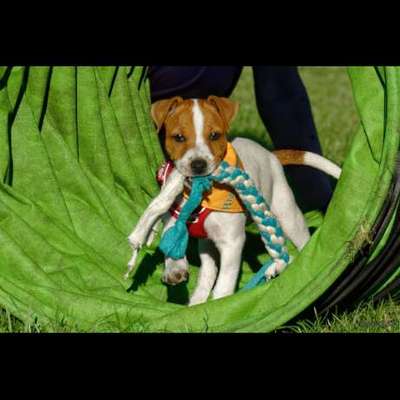 Giftköder-Giftköder-Bild