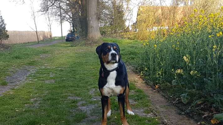 Weitere Große Schweizer Sennenhunde (oder andere große Rassen) hier?-Beitrag-Bild