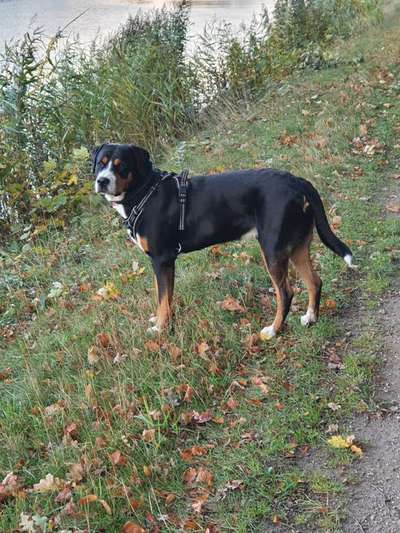 Weitere Große Schweizer Sennenhunde (oder andere große Rassen) hier?-Beitrag-Bild