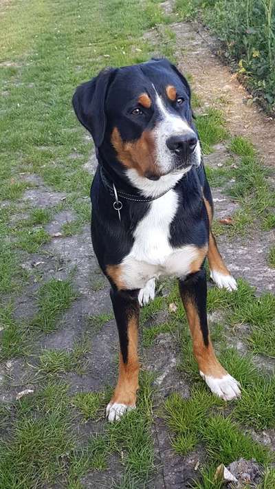 Weitere Große Schweizer Sennenhunde (oder andere große Rassen) hier?-Beitrag-Bild