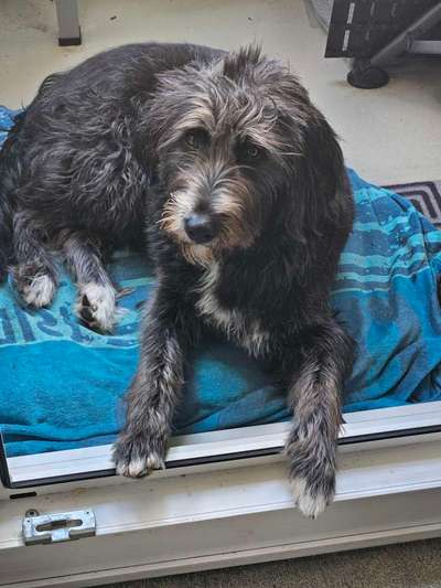 Unsere Fellnasen-Vielfalt im Überblick!-Beitrag-Bild