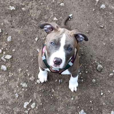 Welpenfotos-Beitrag-Bild