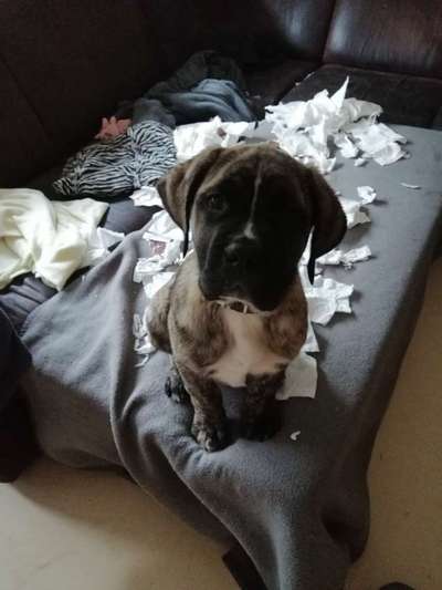 Zeig mir, dass du mit einem hund zusammenlebst....-Beitrag-Bild