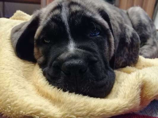 Welpen Bilder !-Beitrag-Bild